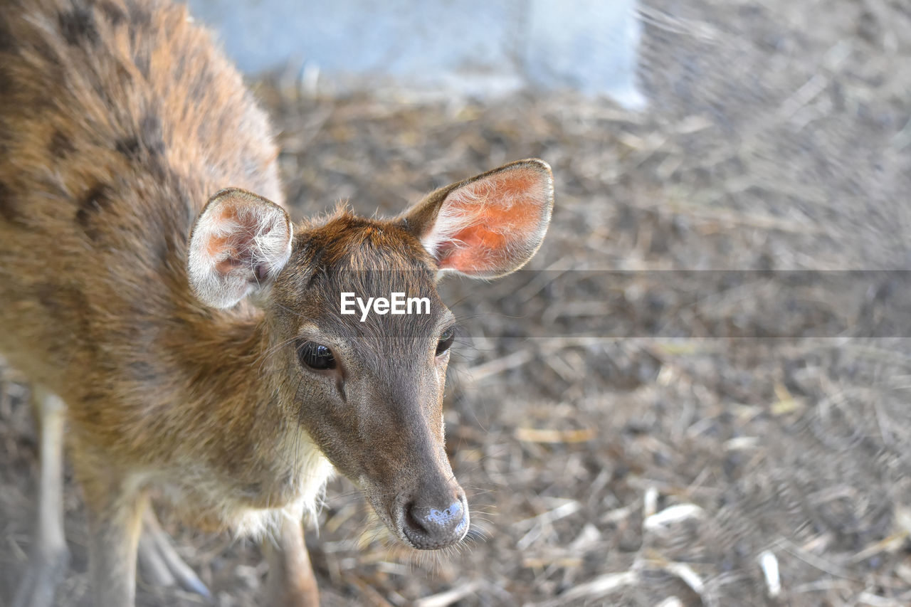 HIGH ANGLE VIEW OF DEER ON LAND