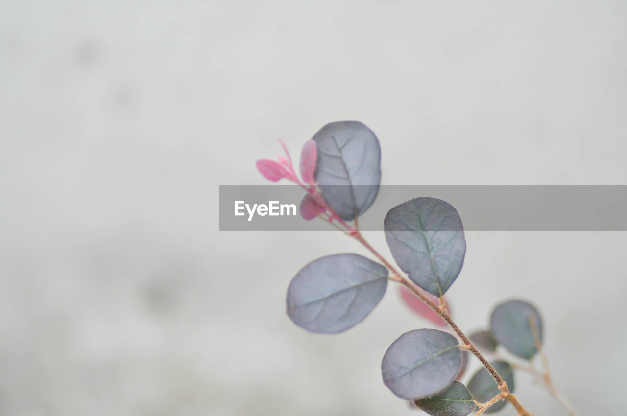 leaf, petal, branch, flower, plant, macro photography, nature, close-up, beauty in nature, pink, no people, plant part, blossom, freshness, flowering plant, fragility, focus on foreground, copy space, outdoors, growth, spring, day, heart shape, twig