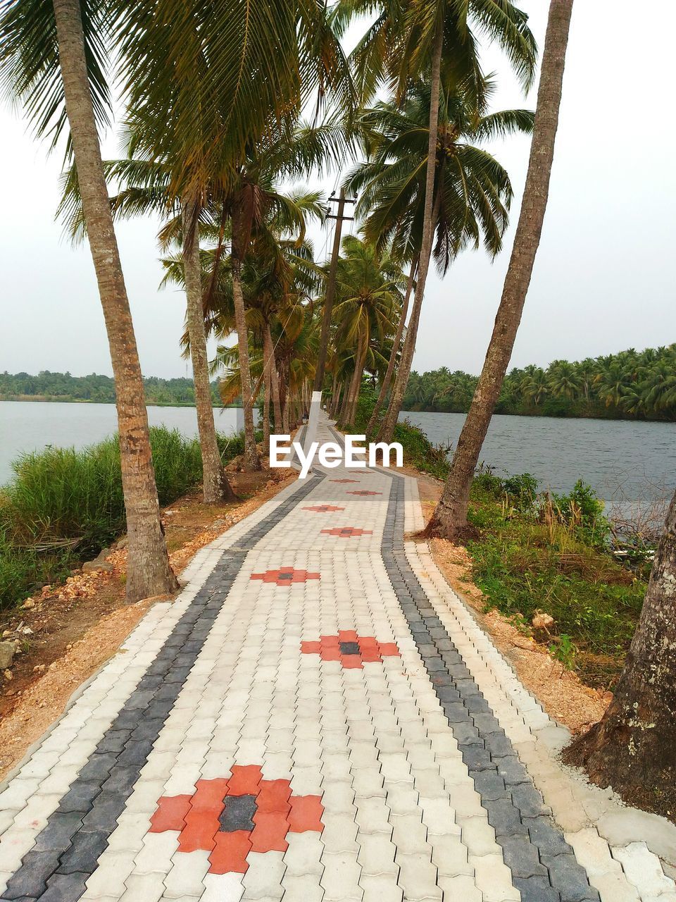 Empty footpath and palm trees amidst river