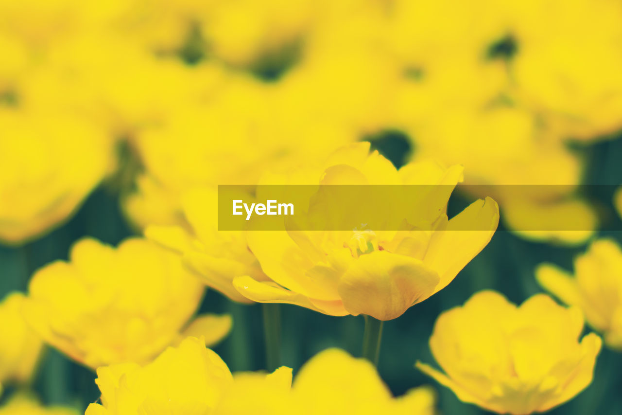 CLOSE-UP OF YELLOW FLOWER