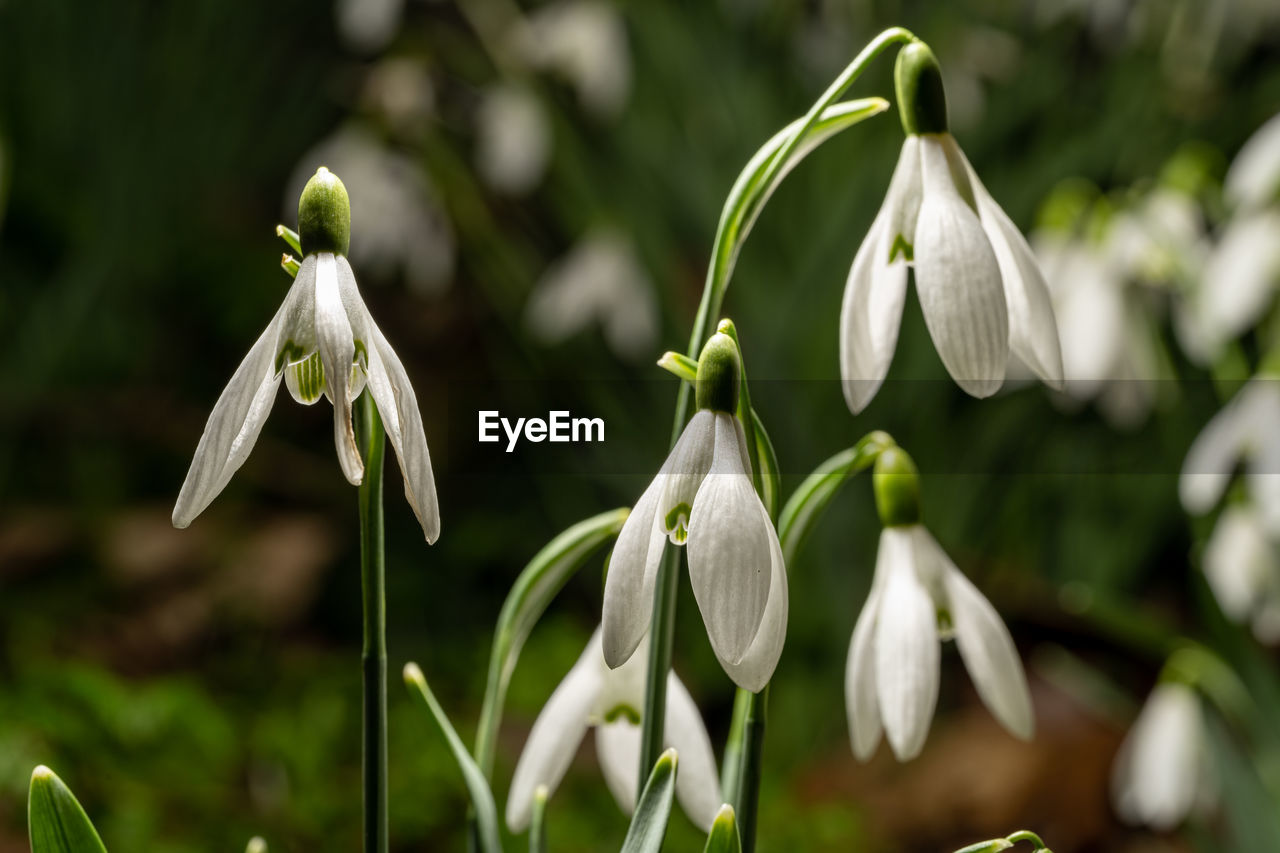 plant, flower, snowdrop, flowering plant, freshness, beauty in nature, white, petal, close-up, growth, nature, flower head, fragility, inflorescence, focus on foreground, no people, springtime, botany, blossom, outdoors, green, day, bud