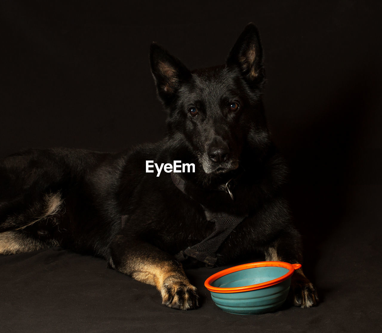 Old german shepherd dog waiting to eat from his bowl