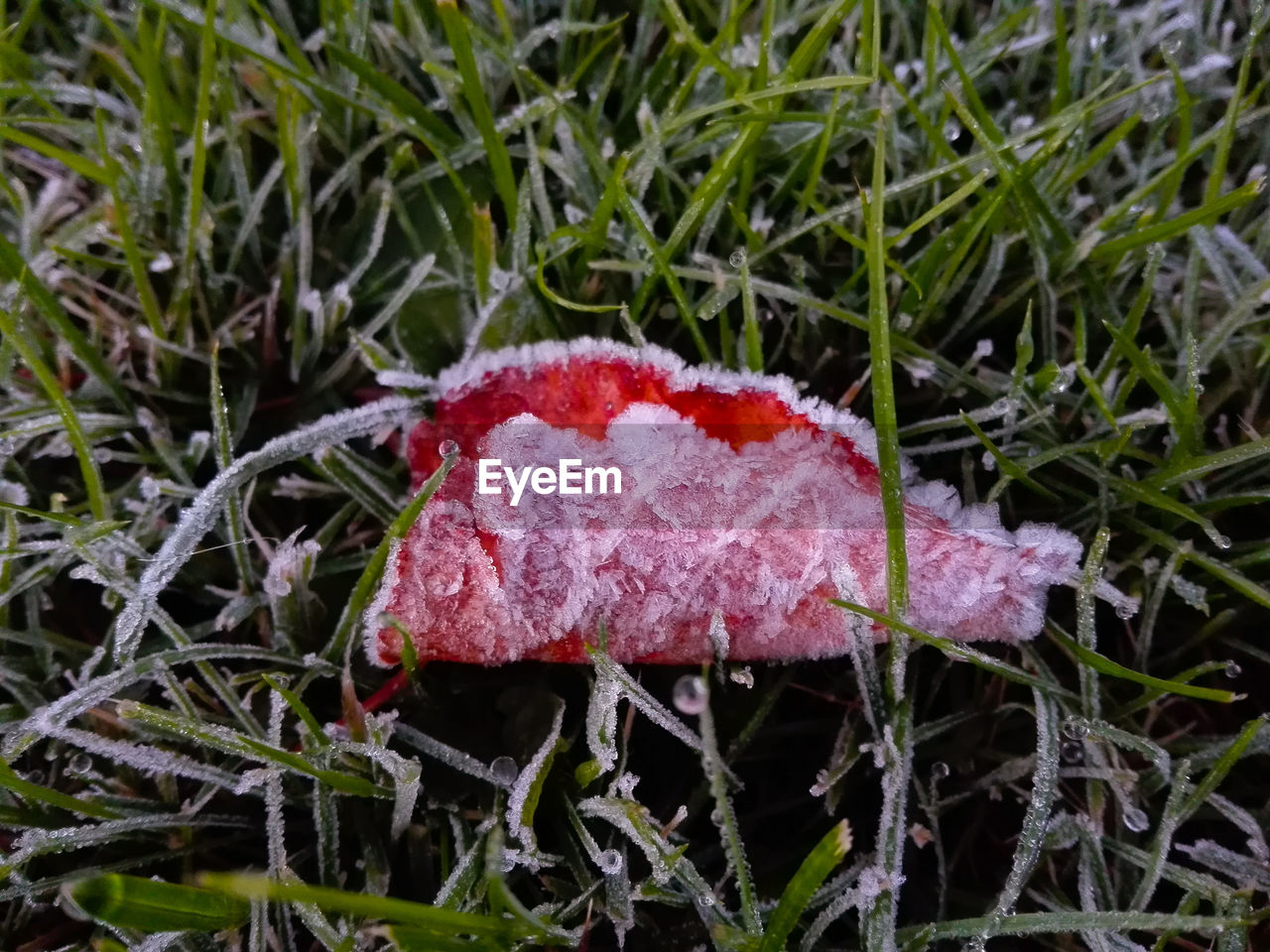 Close-up of fly agaric mushroom