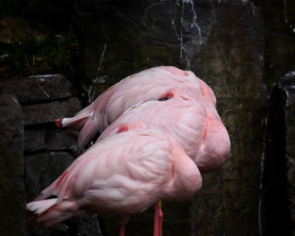 Flamingoes against rock formation