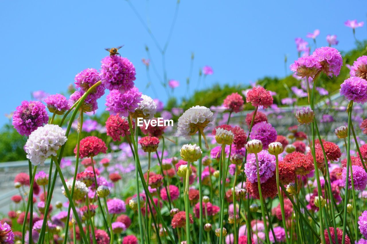 Close-up of pink flowering plants on field against sky