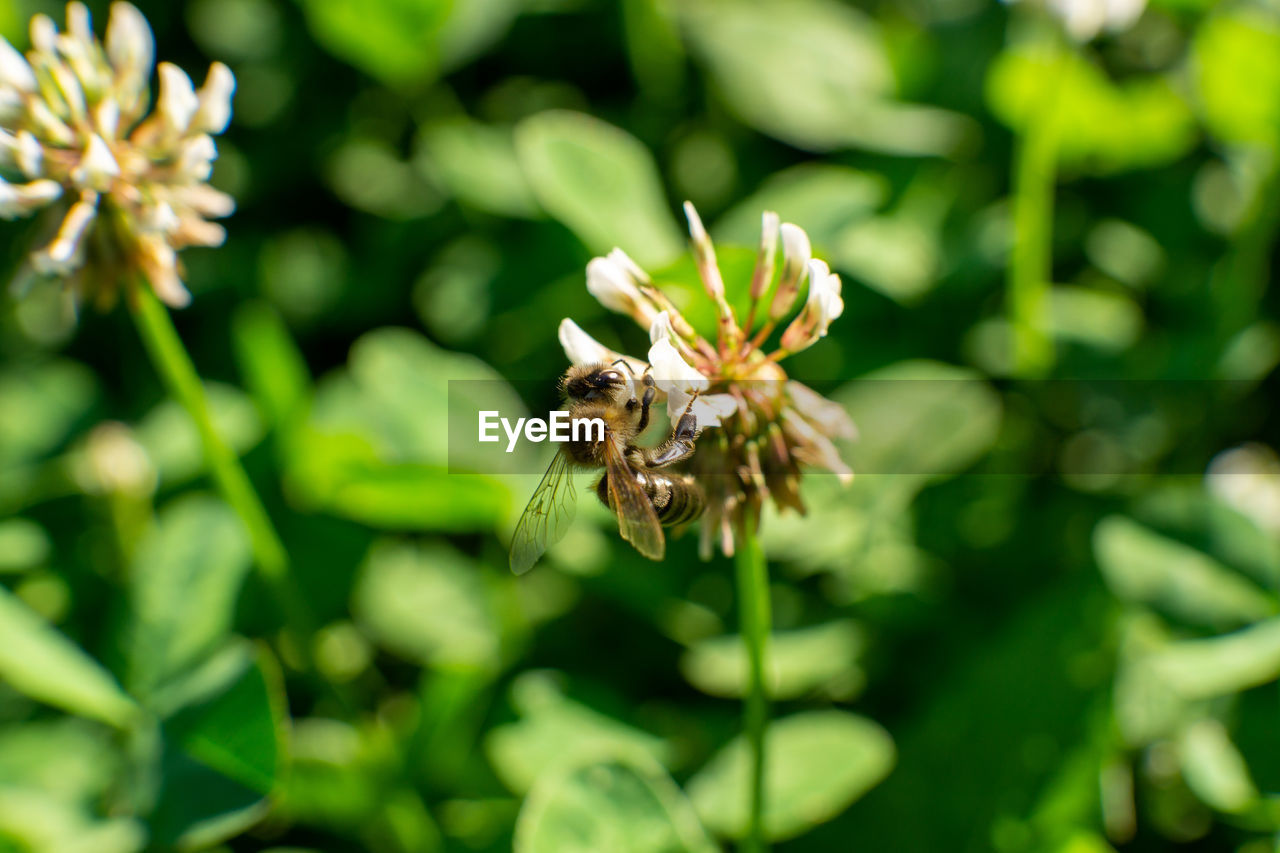 CLOSE-UP OF HONEY BEE ON FLOWER