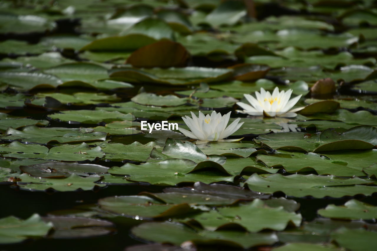 Close-up of lotus water lily in lake