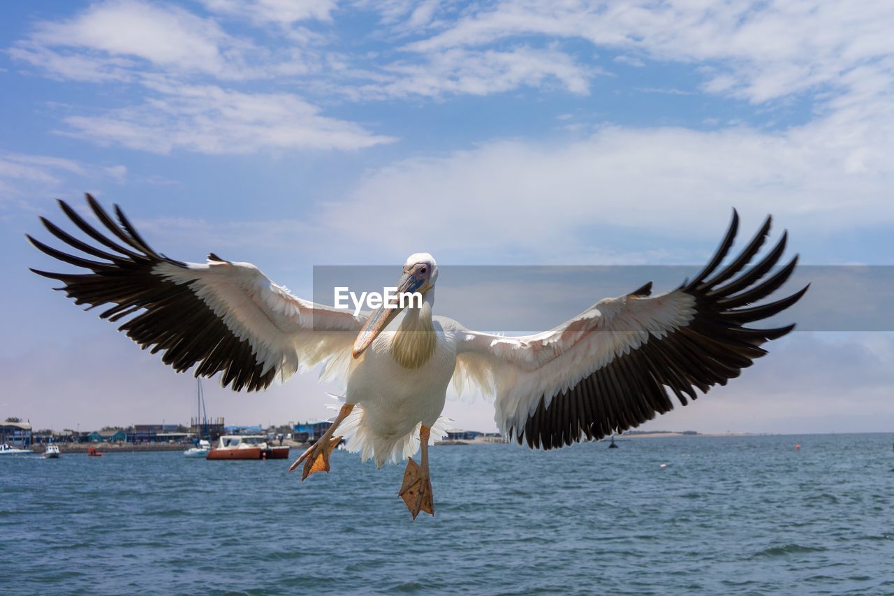 Low angle view of bird flying over sea against sky
