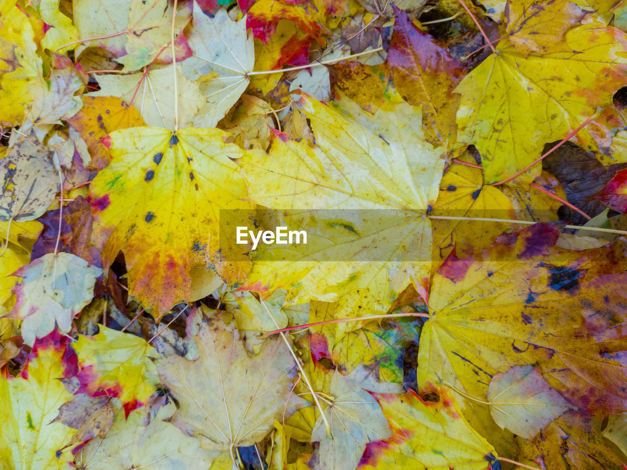 Full frame shot of yellow autumn leaves