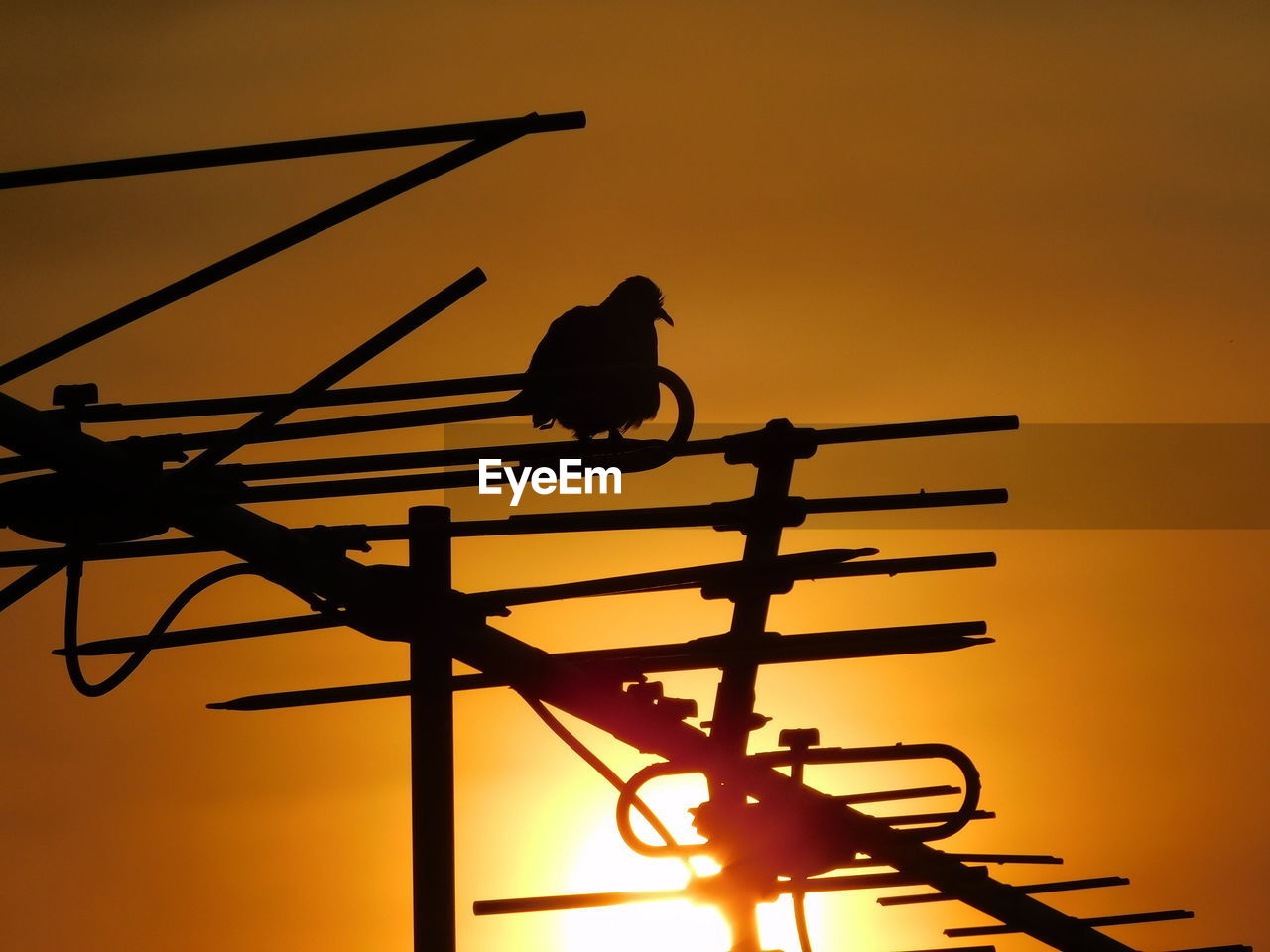 LOW ANGLE VIEW OF SILHOUETTE BIRD PERCHING ON ORANGE SKY