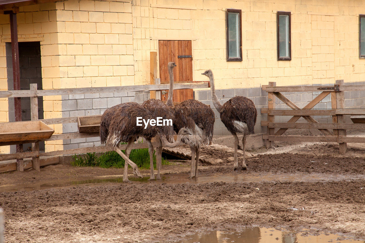 animal themes, animal, ostrich, architecture, built structure, building exterior, bird, group of animals, ratite, mammal, no people, domestic animals, nature, animal wildlife, agriculture, livestock, day, wildlife, building, outdoors, zoo, farm, fence, pet