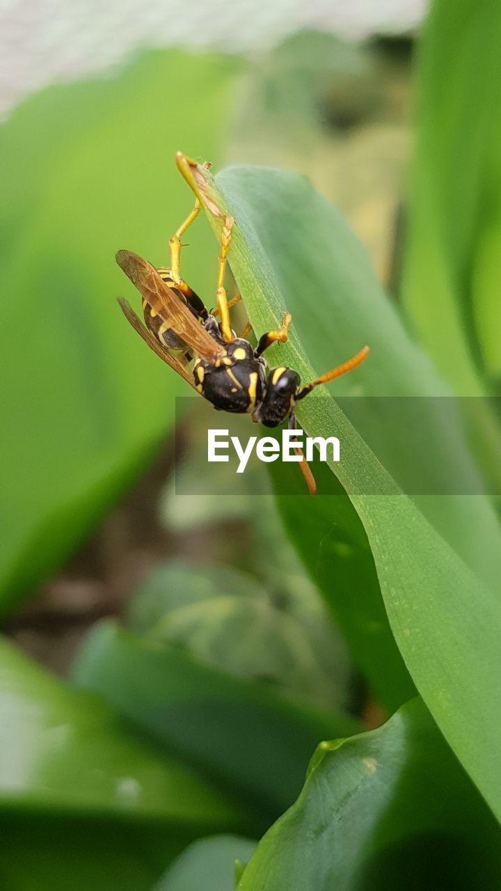 Close-up of insect on plant