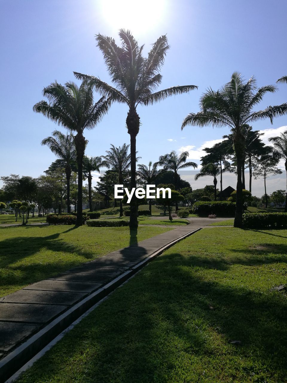 PALM TREES ON LANDSCAPE AGAINST SKY