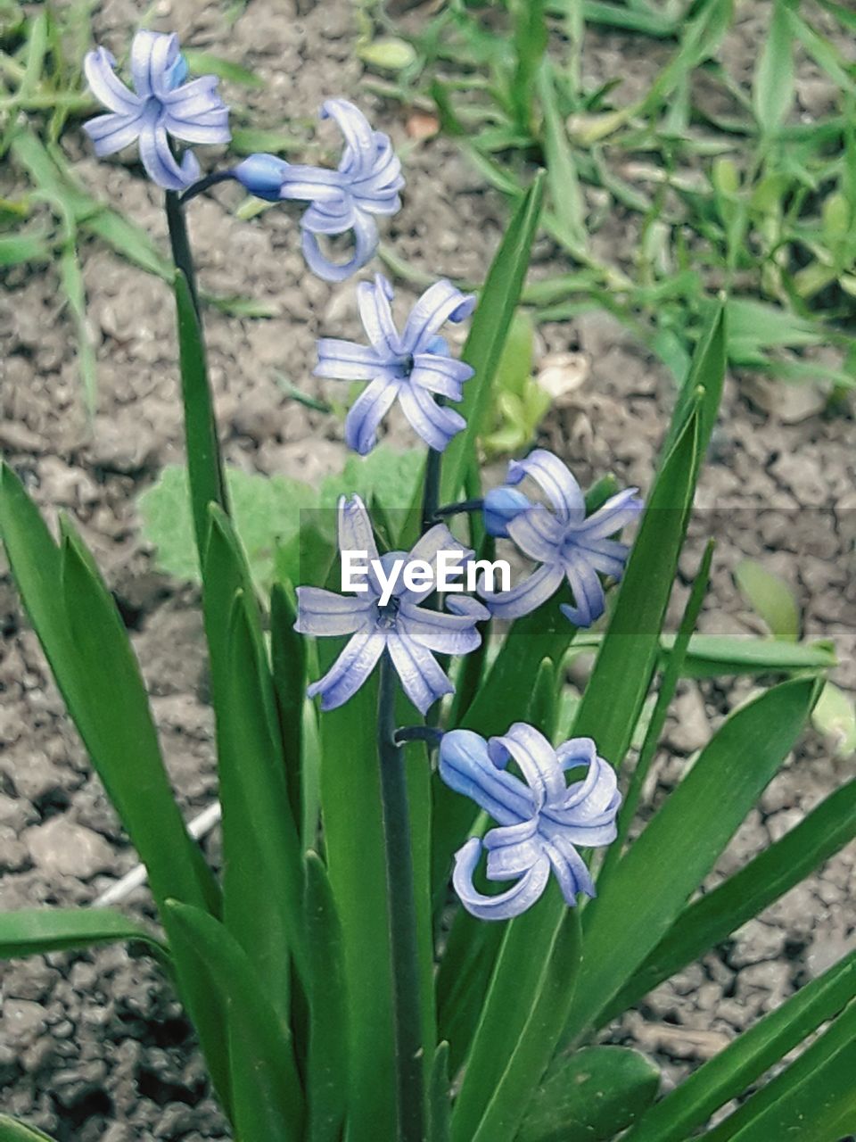 HIGH ANGLE VIEW OF CROCUS FLOWERS BLOOMING ON FIELD