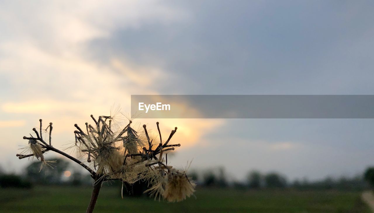 CLOSE-UP OF PLANT ON LAND AGAINST SKY