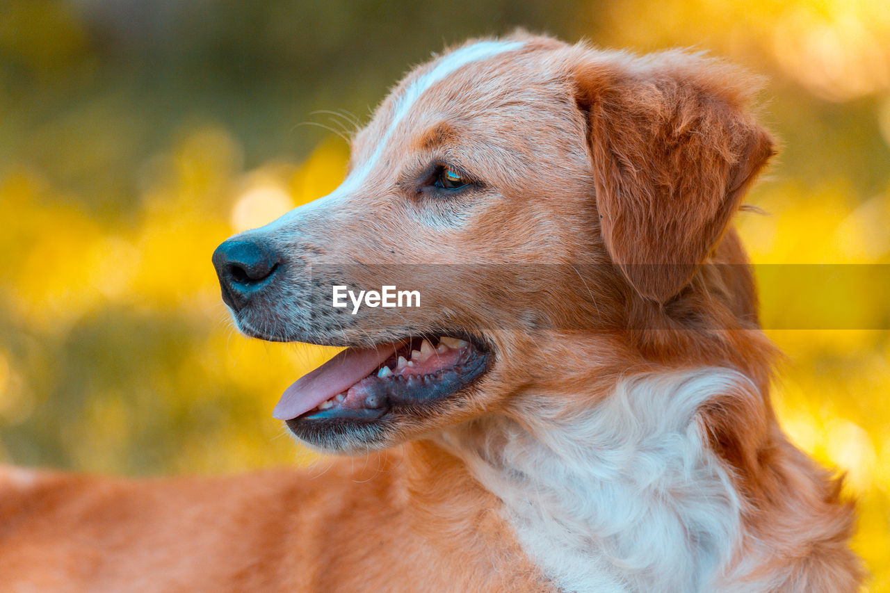 Close-up of dog looking away