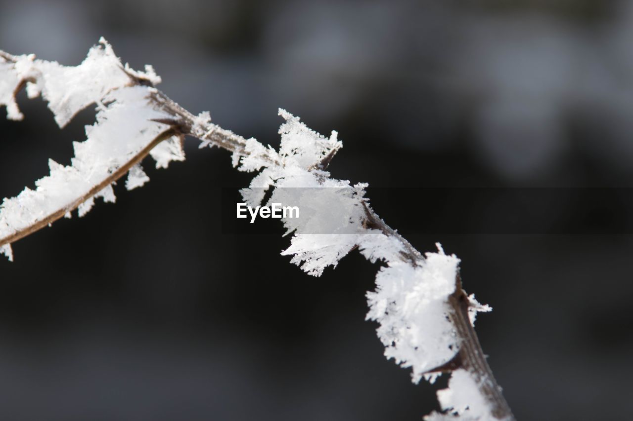 Close-up of frozen plant