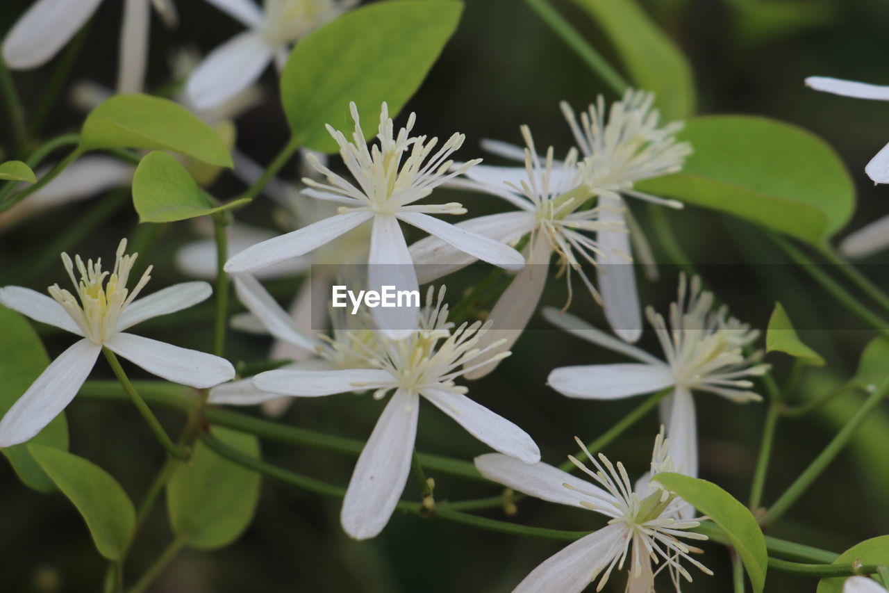 Close-up of white flowering plants