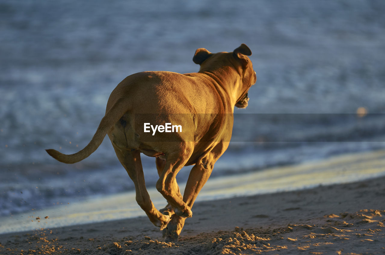 DOG ON BEACH