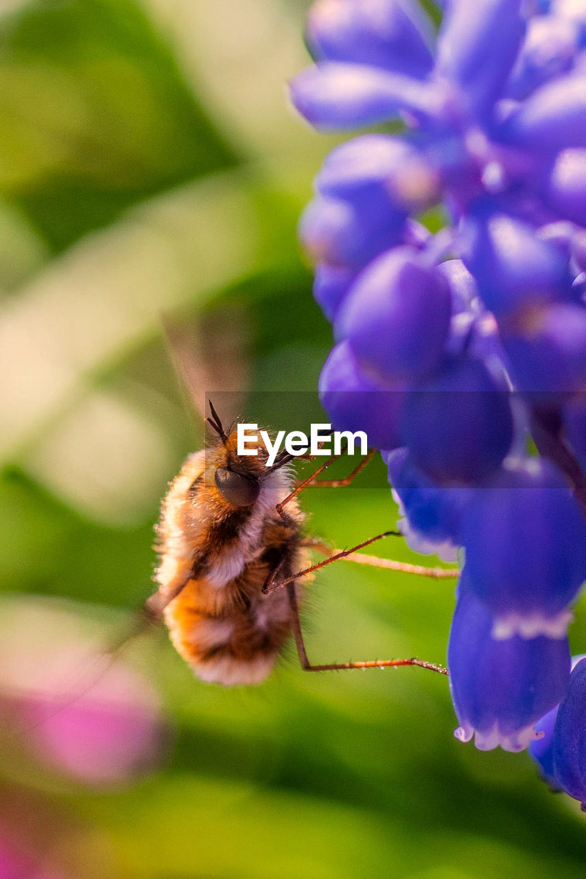 CLOSE-UP OF HONEY BEE POLLINATING ON FLOWER