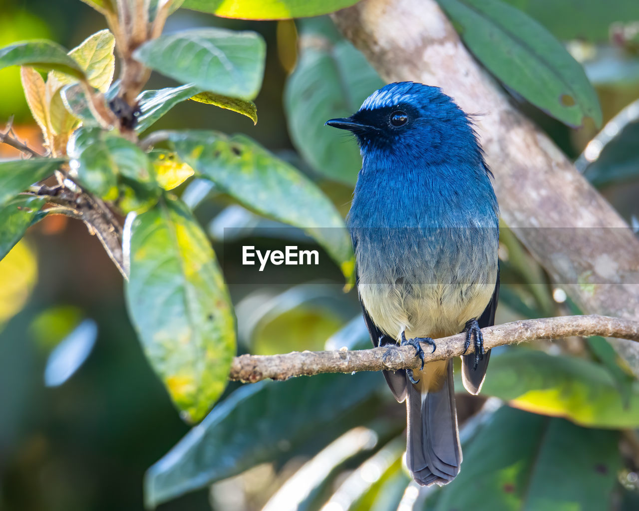 CLOSE-UP OF BIRD PERCHING ON TREE