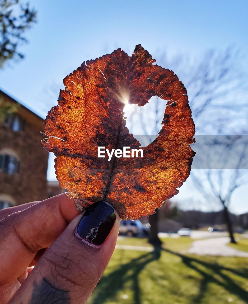 Cropped hand of person holding dry leaf during autumn against sky