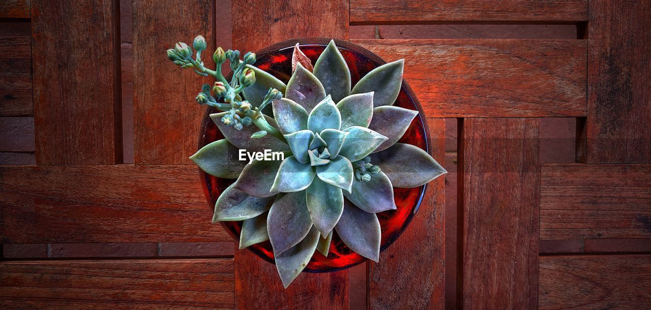 CLOSE-UP OF RED ROSE ON WOOD