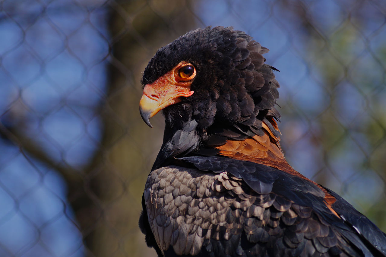 Close-up of eagle