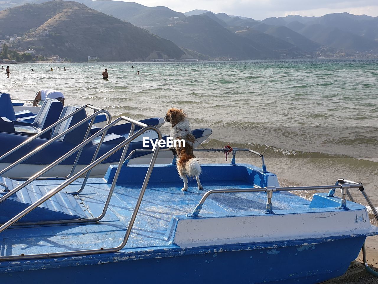 DOGS ON BOAT IN SEA