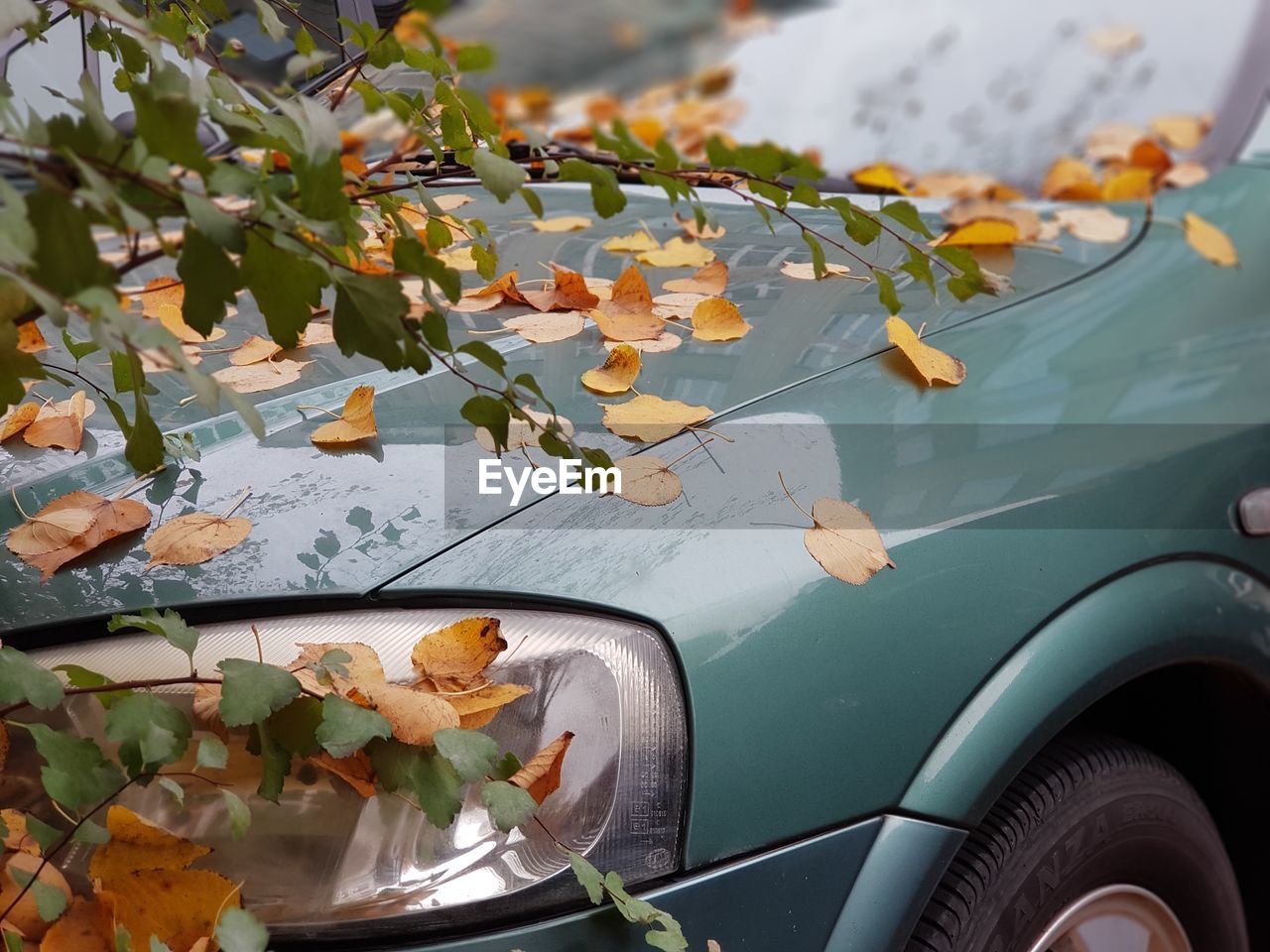 Close-up of flowering plant leaves on car windshield