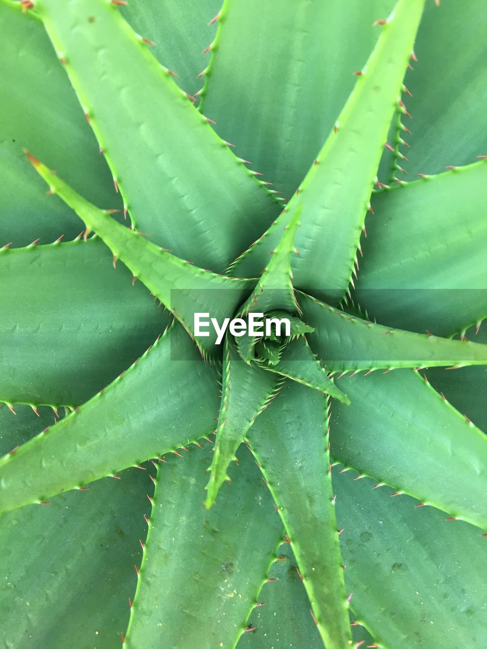 green, aloe, growth, plant, full frame, leaf, backgrounds, plant part, medicine, nature, beauty in nature, healthcare and medicine, no people, thorn, agave, succulent plant, alternative medicine, herbal medicine, close-up, xanthorrhoeaceae, pattern, flower, aloe vera plant, cactus, botany, outdoors, spiked, plant stem, environment, day