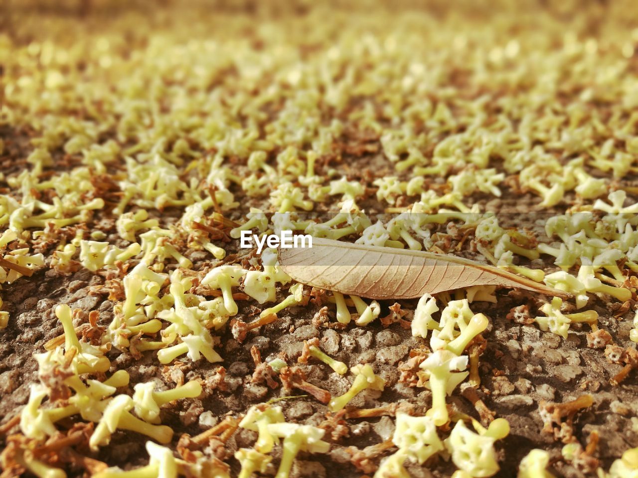 Leaf with flowers on field