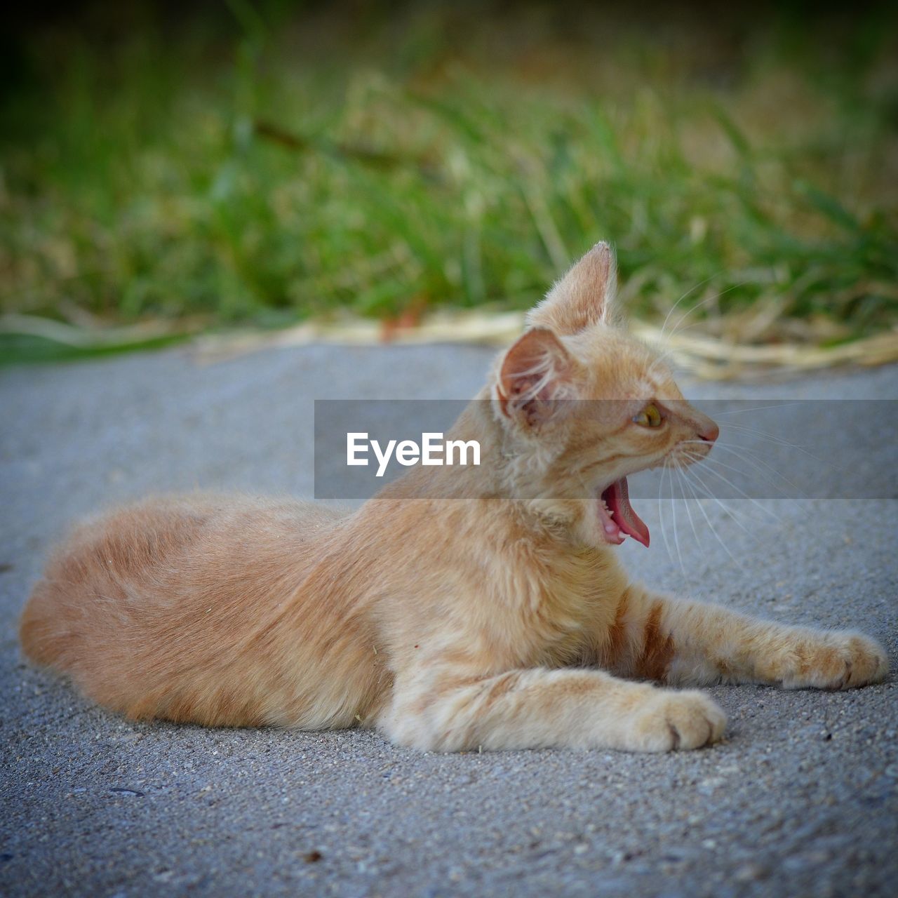 VIEW OF A CAT ON ROAD