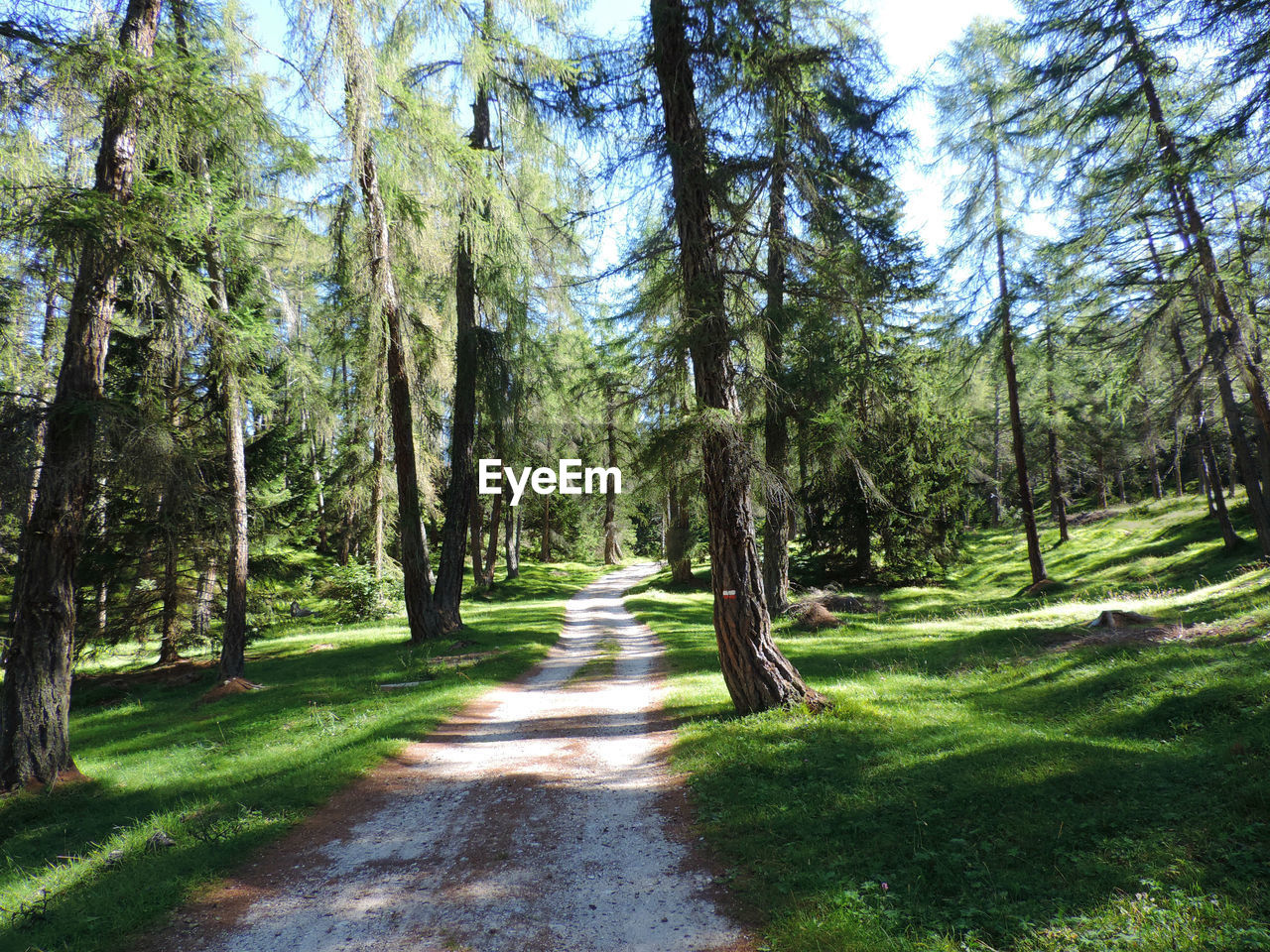 Footpath along trees