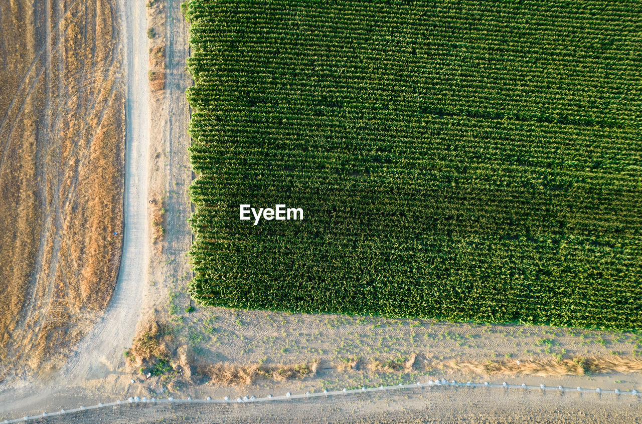 Aerial view with a drone of a green corn field in cyprus. agriculture harvesting
