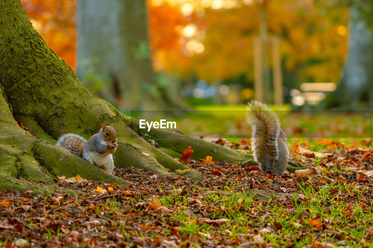 autumn, leaf, squirrel, nature, tree, forest, animal, animal themes, plant part, woodland, plant, animal wildlife, wildlife, mammal, land, no people, sunlight, grass, green, flower, one animal, natural environment, branch, day, outdoors, tree trunk, trunk, beauty in nature, moss, rodent, environment, selective focus, lawn