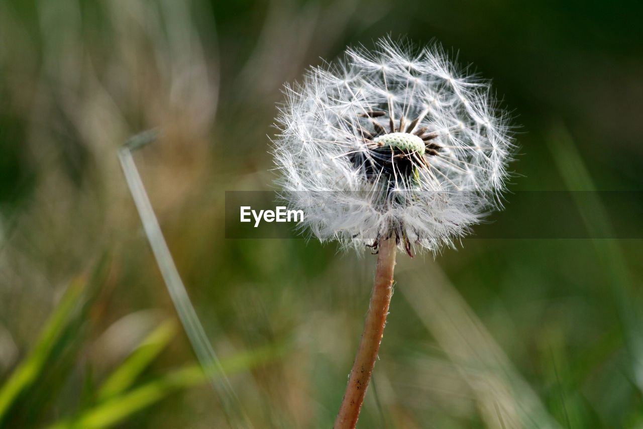 CLOSE-UP OF DANDELION FLOWERS