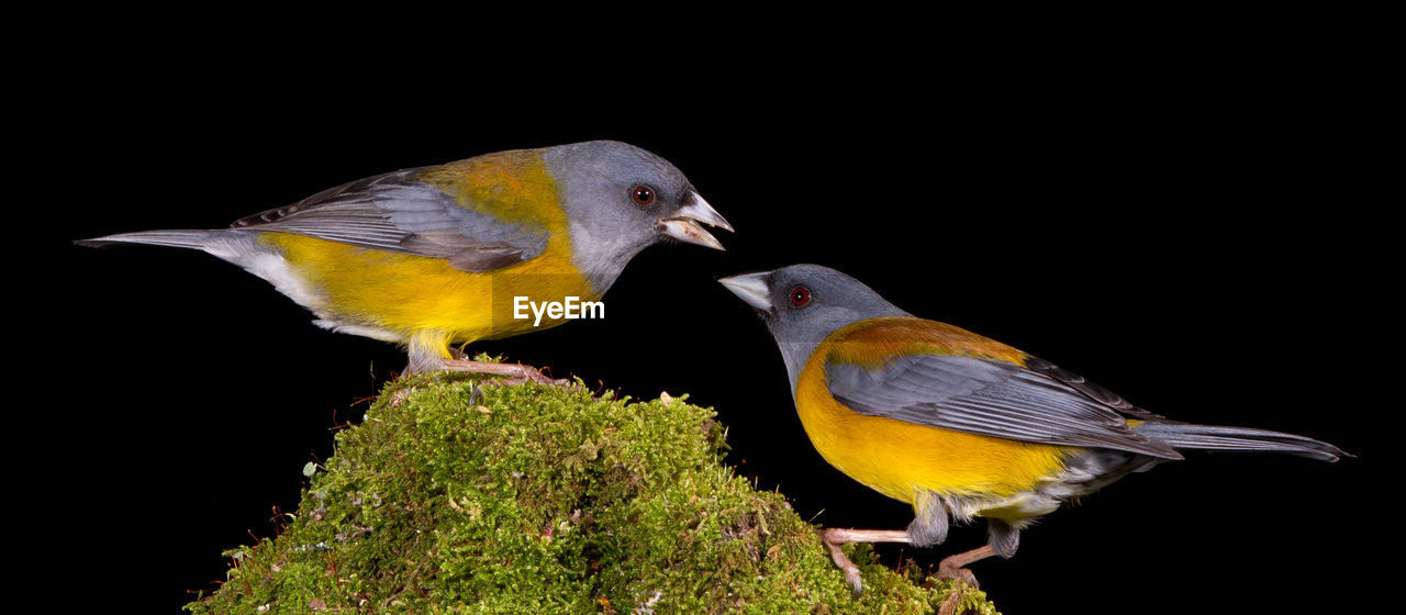 CLOSE-UP OF BIRDS PERCHING ON A BIRD