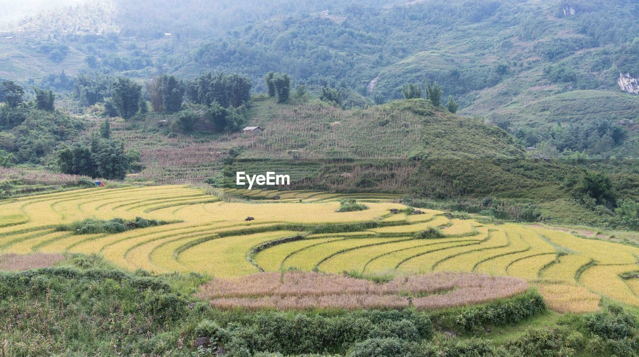 SCENIC VIEW OF AGRICULTURAL FIELD AGAINST MOUNTAIN