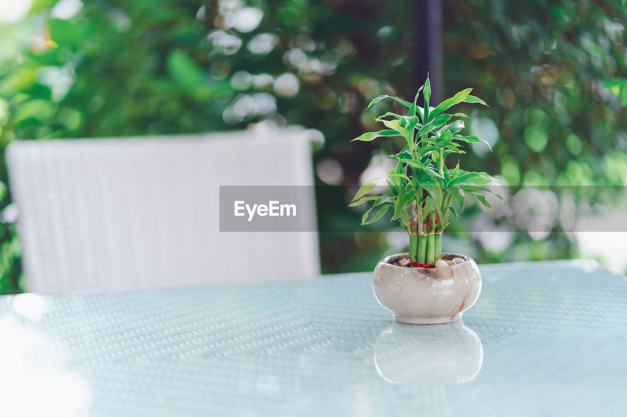 CLOSE-UP OF POTTED PLANT