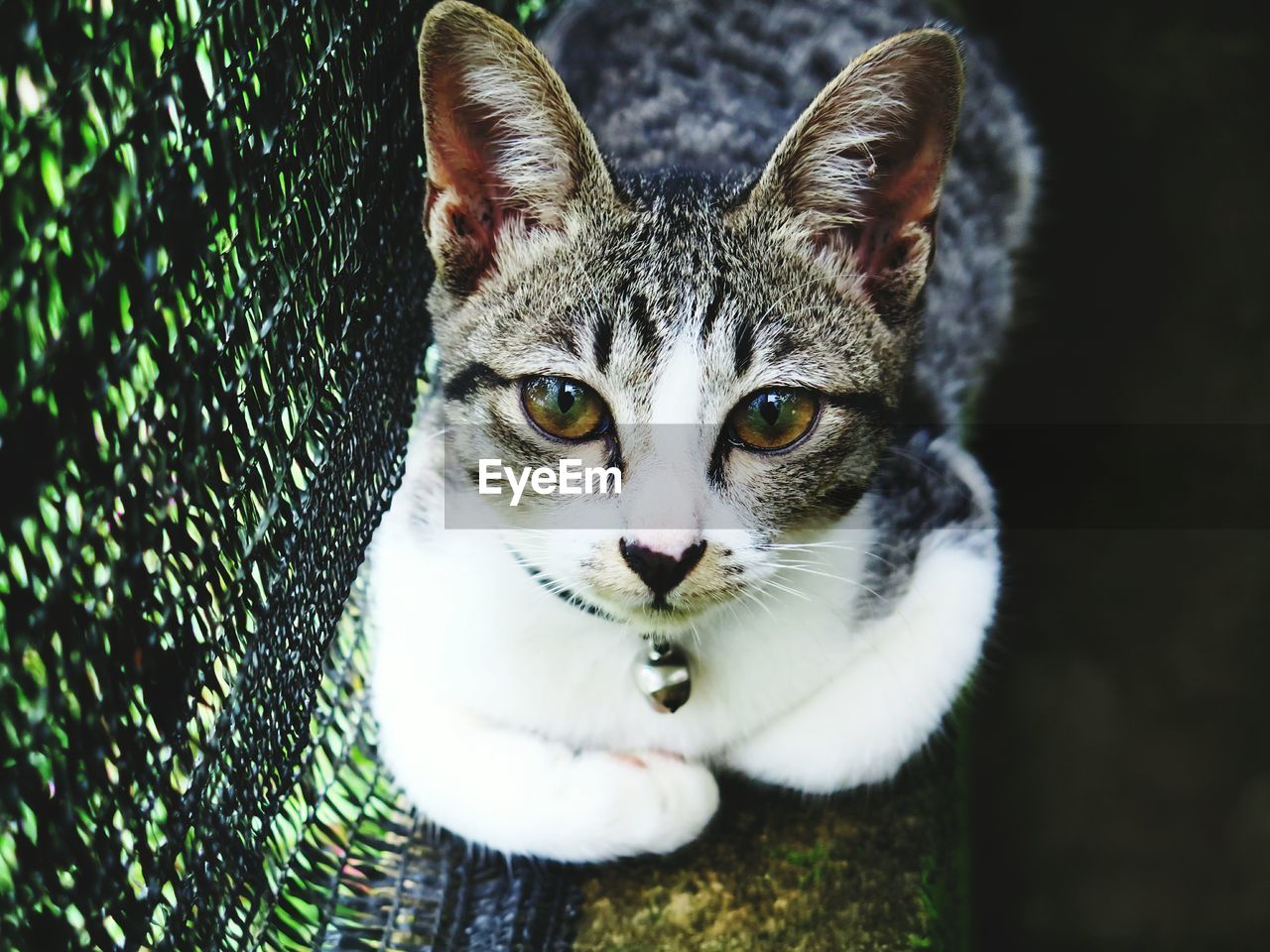 Close-up portrait of cat resting by fence