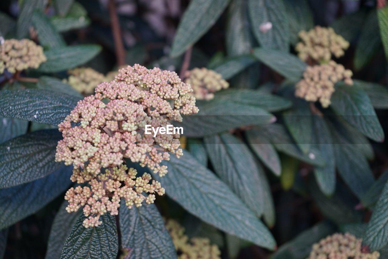 Close-up of flowering plant