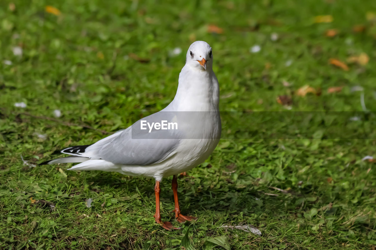 SEAGULL ON A FIELD