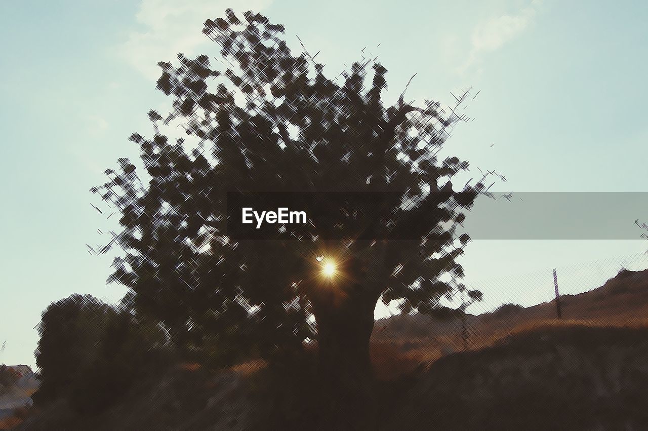 LOW ANGLE VIEW OF TREES AGAINST SKY