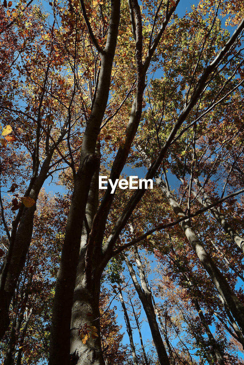 LOW ANGLE VIEW OF TREES AGAINST SKY