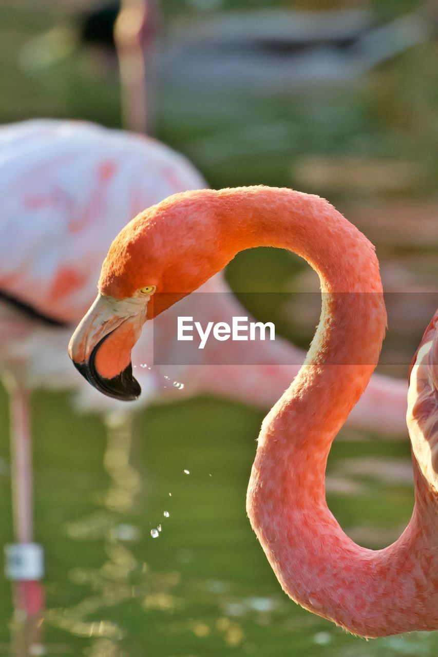 Close-up of  a flamingo in lake