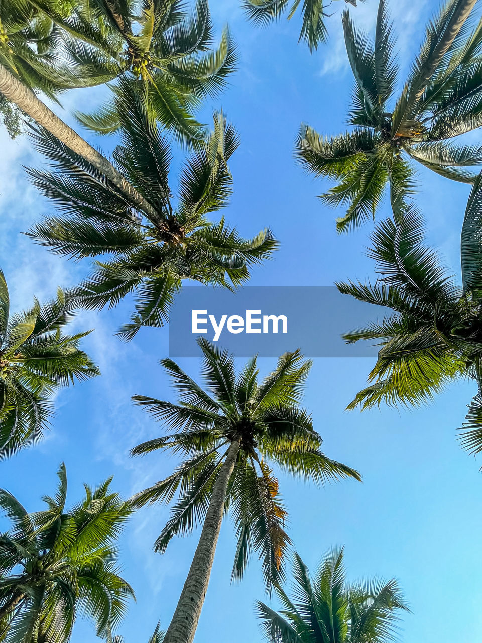 tree, palm tree, tropical climate, plant, sky, nature, low angle view, beauty in nature, no people, growth, borassus flabellifer, blue, tropical tree, tropics, tranquility, leaf, branch, outdoors, day, coconut palm tree, palm leaf, scenics - nature, green, vegetation, directly below, clear sky, backgrounds, land, sunny, idyllic, travel destinations, sunlight, tree trunk, environment, trunk, flower
