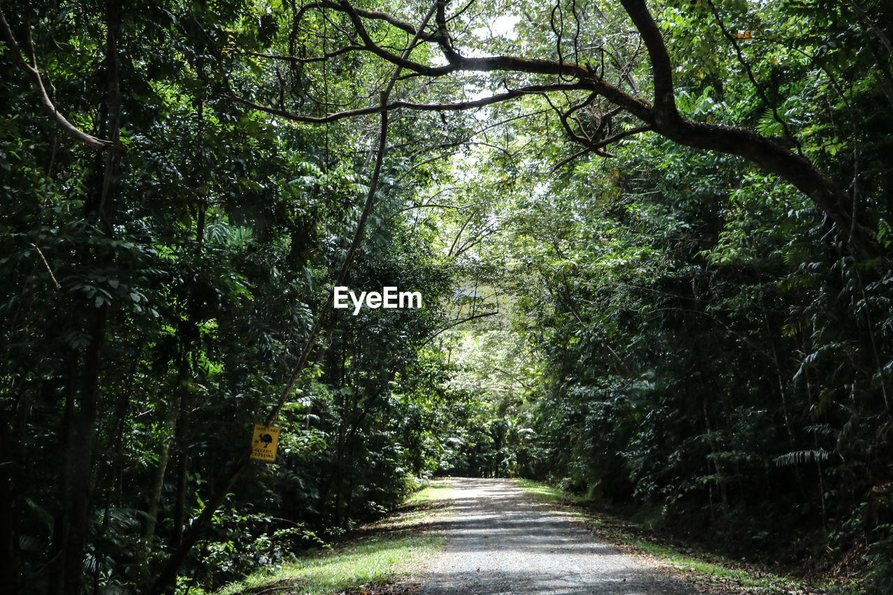 Walkway amidst trees in forest