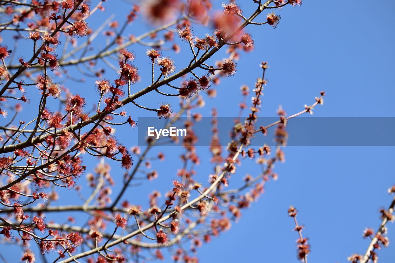 LOW ANGLE VIEW OF CHERRY BLOSSOMS AGAINST CLEAR BLUE SKY