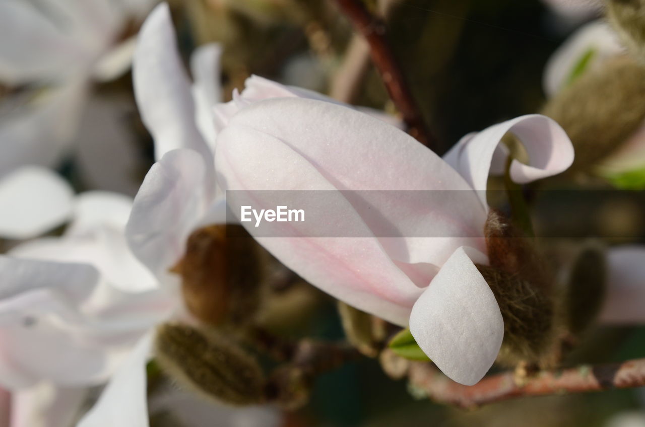 CLOSE-UP OF WHITE FLOWER